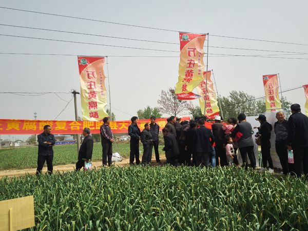 培肥养地夺高产 不妨试试黄腐酸 ——快猫短视频在线观看新肥科技有限公司河南睢县大蒜观摩会